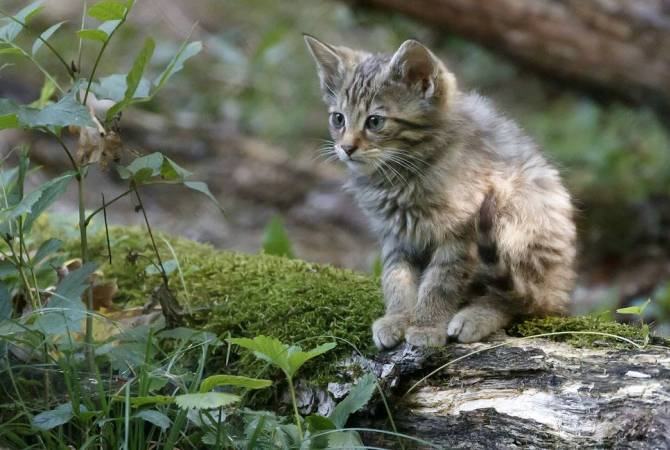 В Швейцарии лесной кот объявлен животным 2020 года | Новости Армении-  АРМЕНПРЕСС Армянское информационное агентство