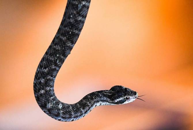 Չինաստանում նոր կորոնավիրուսի հավանական տարածողներն օձերն են. գիտնականներ 