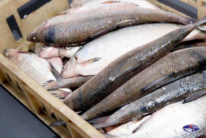 Ոստիկանությունն ապօրինի ձկնորսության կասկածանքով բերման է ենթարկել 4 
քաղաքացու