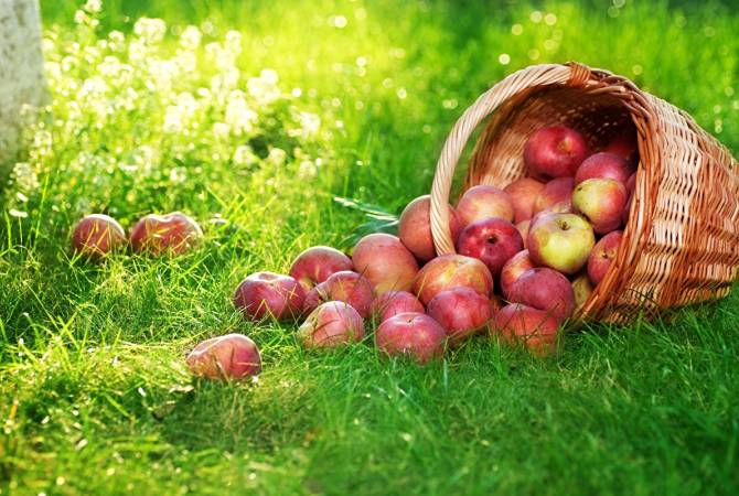 Հայաստանում գյուղացիները շուտով կարող են ապահովագրել ցորենը, գարին, 
խնձորն ու դեղձը
