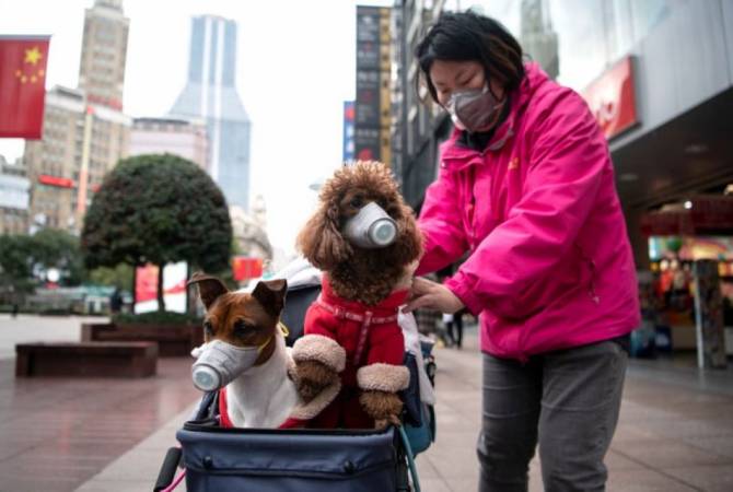 В Гонконге расследуют первый случай возможного заражения коронавирусом домашнего 
животного