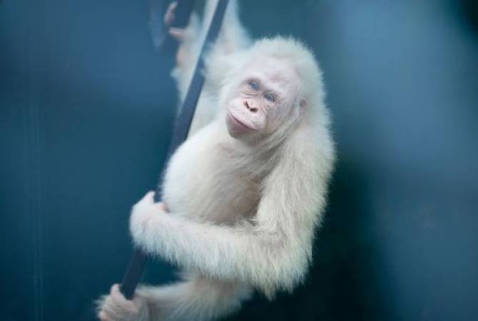 Обнаруженединственный в мире орангутан-альбинос