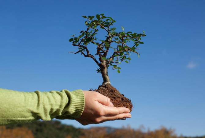 Беларусь готова предоставить Армении 10 млн саженцев для реализации программы по 
посадке деревьев

