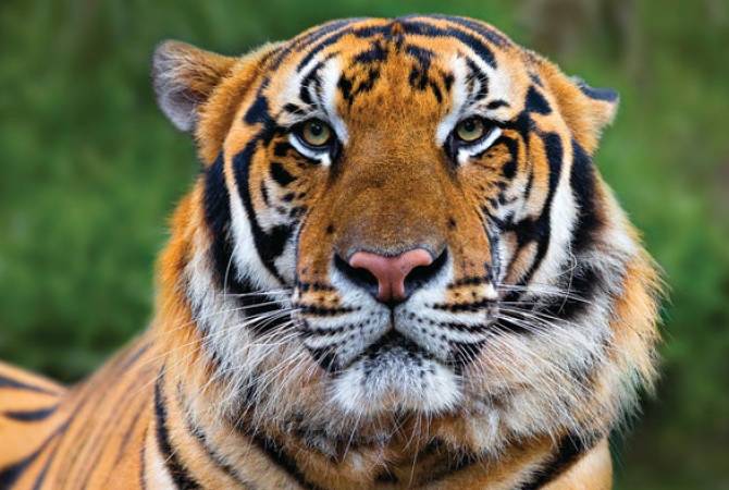 У тигрицы из зоопарка в Бронксе диагностирован коронавирус. Deutsche Welle