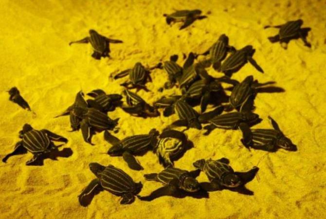 На Пхукет впервые за 20 лет вернулись группы редких кожистых черепах. РИА Новости