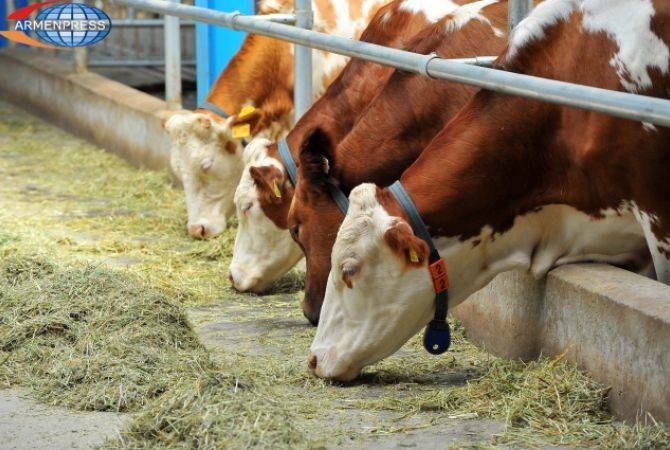 Государство в 3 раза увеличило лимит кредитов на животноводство

