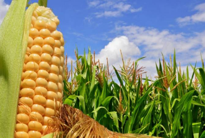 Газета “Айастани Анрапетутюн”: Нужно ли стимулировать выращивание кукурузы