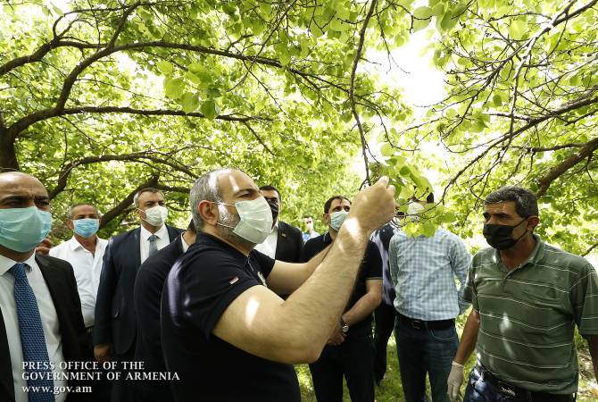 В сельском хозяйстве  происходит революция — премьер РА
