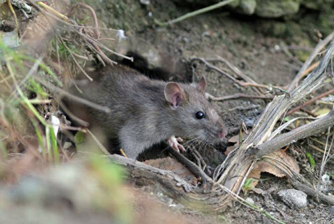 В США предупредили о росте агрессии крыс в условиях пандемии. РИА Новости
