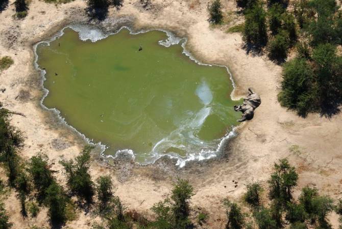 Hundreds of elephants have died in Botswana and scientists have no idea why