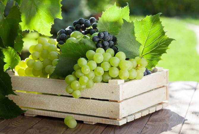  В текущем году в Армении ожидается богатый урожай винограда

 