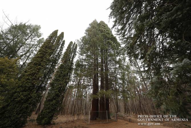 Armenian PM hopes the project on planting 10 mln trees will be implemented next year