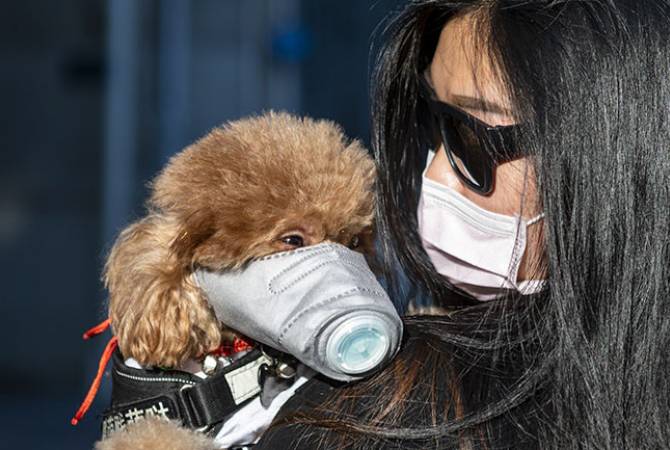В Японии впервые обнаружили коронавирус у собаки

