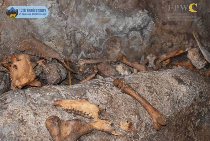В Медвежьей пещере проведены раскопки: она относится к более раннему периоду

