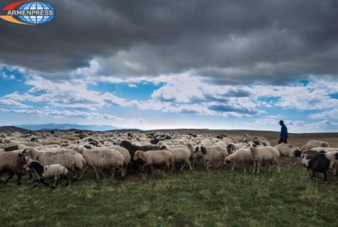 Экспорт овец и коз из Армении вырос на 256%
