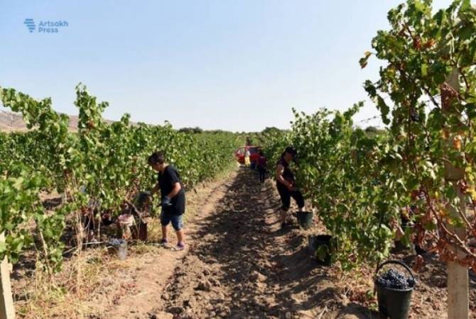 Газета “Айастани Анрапетутюн”: В Акне уродился богатый урожай винограда и граната

