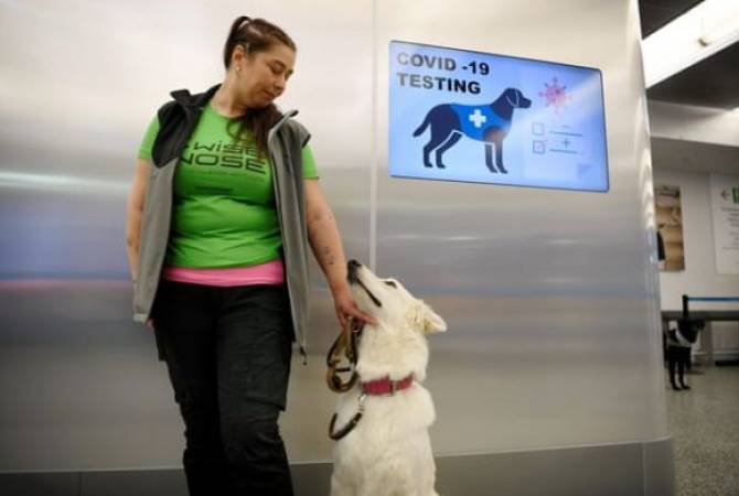 Հելսինկիի օդանավակայանում սկսել են COVID-19-ն ստուգել շների օգնությամբ