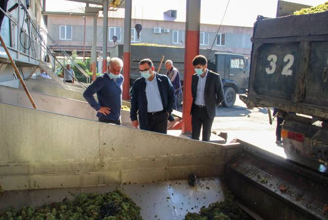  Министр экономики в Араратской области проконтролировал процесс заготовки винограда

 