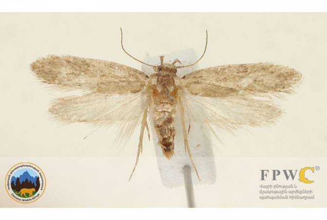 Moth species unknown to science discovered in Armenia 