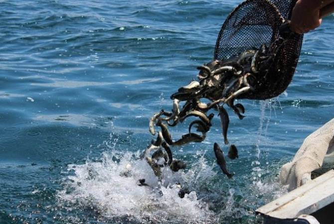Սևանա լճում արդյունագործական ձկնորսության որսաշրջան ավարտվում է դեկտեմբերի 
1-ին