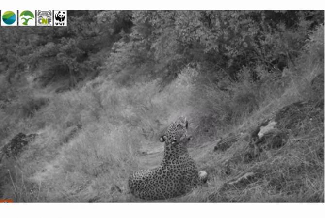 Caucasian leopard caught on tape in southern Armenia 