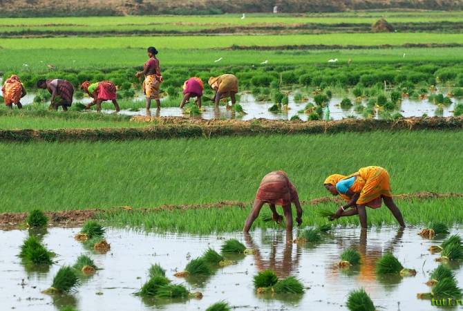  Китай впервые за 30 лет начал закупать рис в Индии
