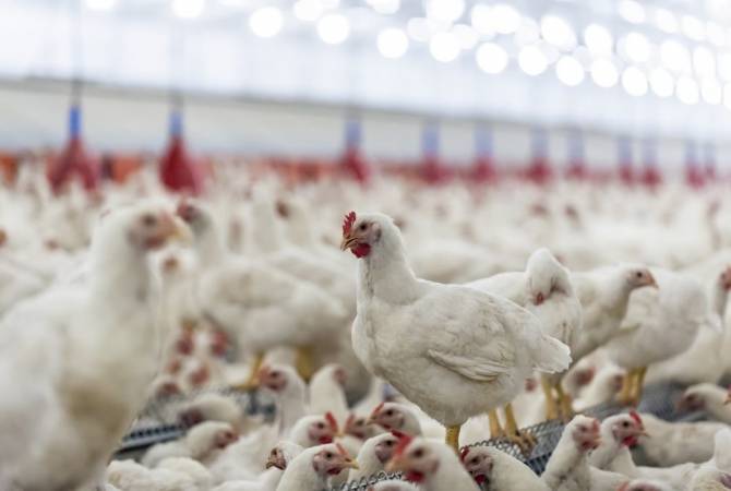 СМИ: в Японии уничтожат еще 134 тыс. кур из-за птичьего гриппа