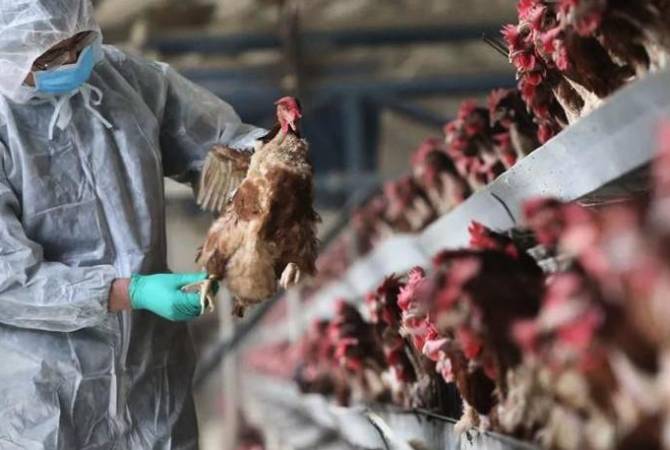 Франция сообщила о вспышке птичьего гриппа