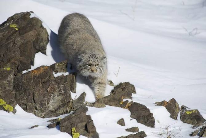 قط البالاس- المعروف أيضاً بإسم مانول- يظهر في أرمينيا لأول مرة منذ 100 عام-
