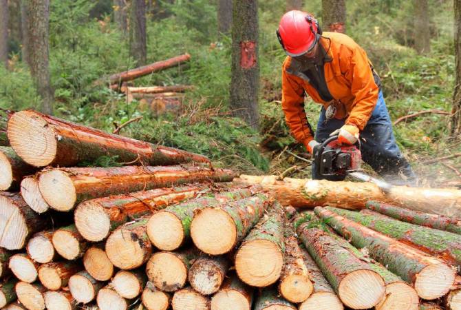 Լոռու մարզում ապօրինի անտառահատումներն ավելացել են 45%-ով. մարզի 
դատախազը դիմել է ոստիկանություն
