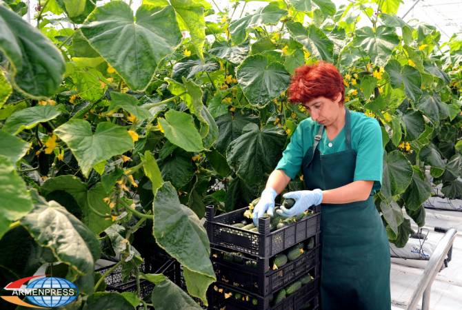 Производство сельскохозяйственных продуктов в Армении выросло на 1,5%, на 2,3% 
больше  роста в ЕАЭС
