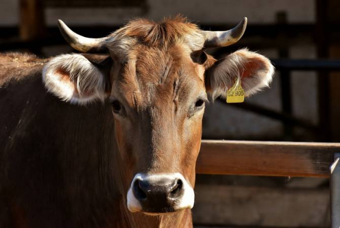  В Казахстане корову подняли на крышу для жертвоприношения 
