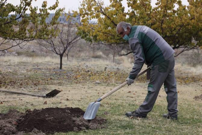 Երևանում կտնկվի մինչև 4 000 ծառ և 70 000 թուփ