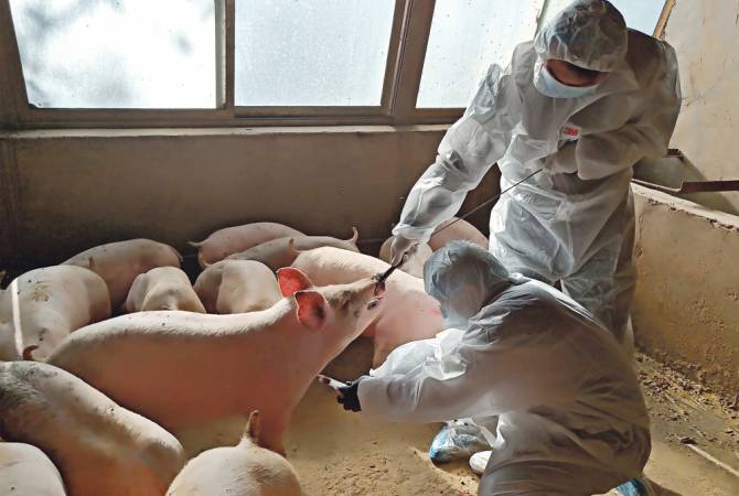  Вспышка свиной чумы была зарегистрирована в Японии  