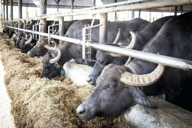 "Айастани Анрапетутюн".  В Армении будет стимулироваться разведение молочных 
буйволов 
