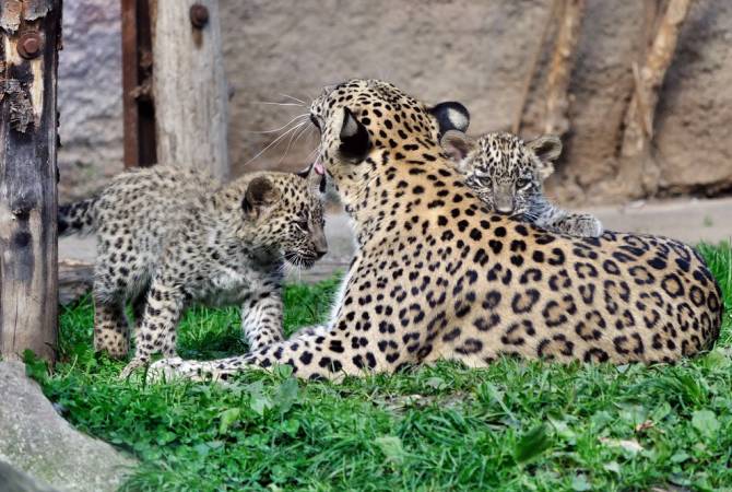 Сафари-парк в Китае неделю скрывал побег трех леопардов