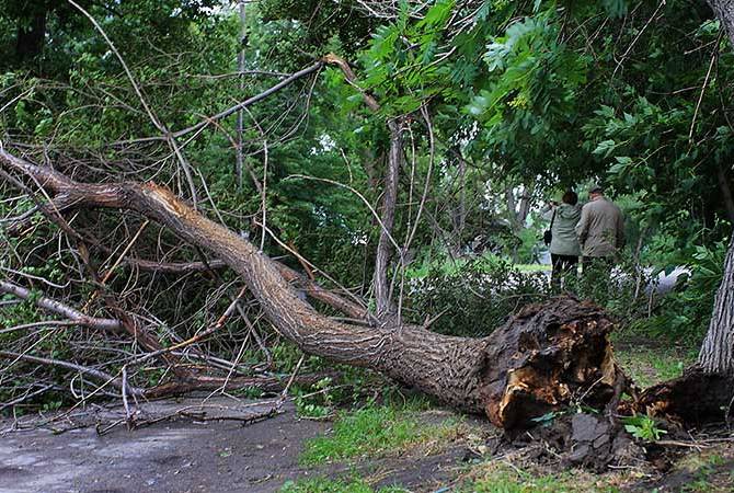  Буря в Петербурге повалила 161 дерево 
