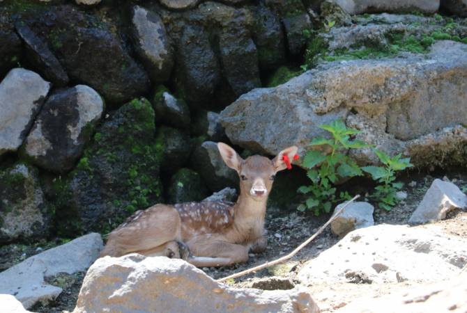 В Ереванском зоопарке родился детеныш европейского оленя

