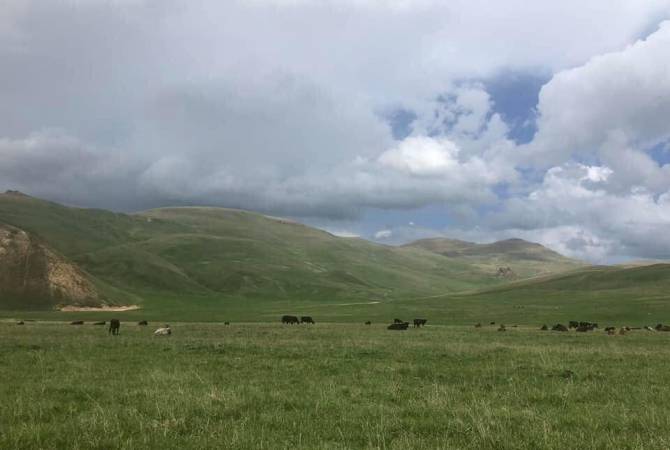 Ադրբեջանցի զինծառայողները Խնածախում գողացել են 3 եղջերավոր կենդանի, Տեղ 
գյուղում՝ խոչընդոտել ցորենի հավաքը

