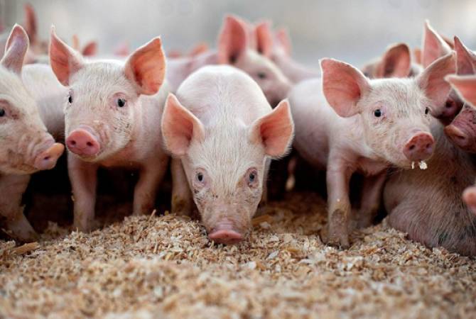 Инспекционный орган по безопасности пищевых продуктов снял ограничения на импорт 
из РФ свиней и свинины

