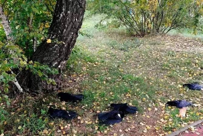 Массовая гибель ворон зафиксирована в Новосибирской области
