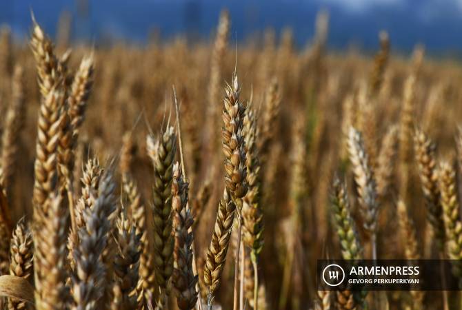 Կառավարությունը կսուբսիդավորի 1 կգ ցորենի համար սահմանված նվազագույն 
շահավետ գնի 70 դրամը

