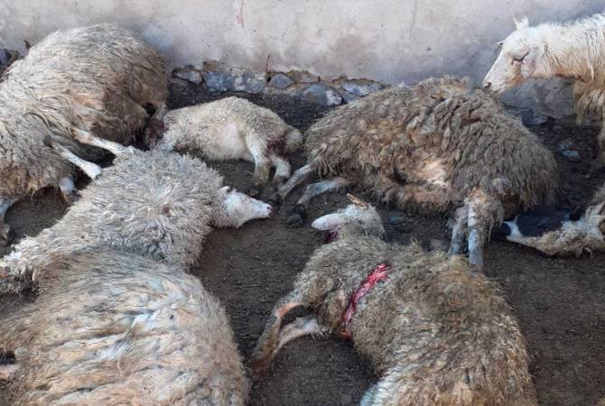 Ագարակավանի գյուղապետարանը կքննարկի 170-ից ավելի ոչխար կորցրած գյուղացուն 
օգնություն տրամադրելու հարցը