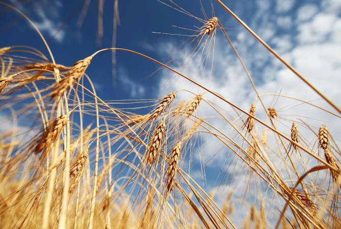 Пошлина на экспорт пшеницы из России с 20 апреля повысится до $110,7 за тонну
