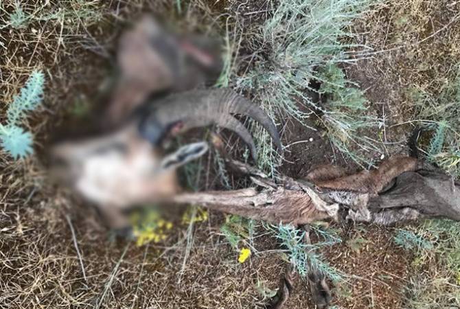 «Խոսրովի անտառ» պետական արգելոցում հայտնաբերվել են բեզոարյան այծի 
արգասիքներ. նյութերն ուղարկվել են ոստիկանություն