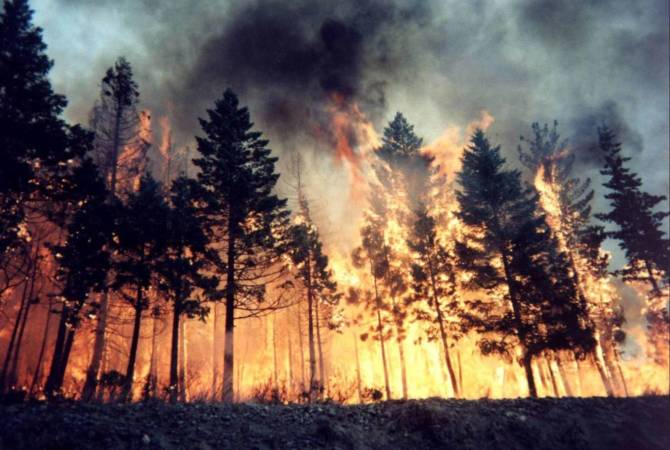    ЕК сообщила об уничтожении рекордных 700 тыс. га лесными пожарами в ЕС этим 
летом
