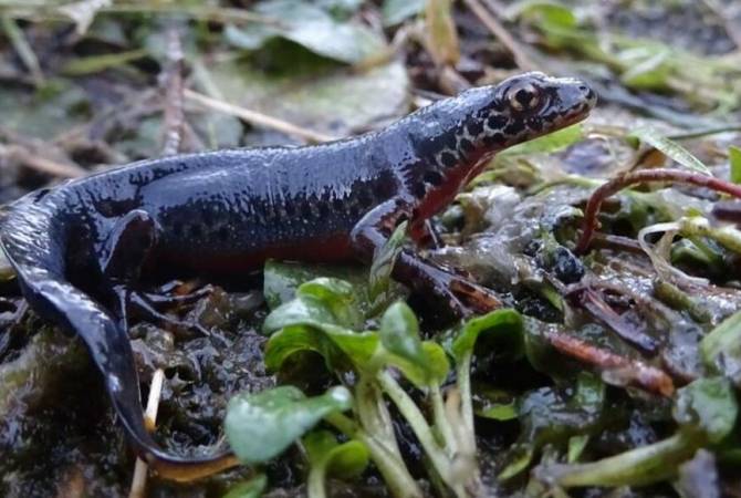 BTA. New Protected Area in SW Bulgaria to Help Conserve Alpine Newt - Vimarsana News