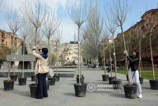 В Ереване начата вырубка и замена нежизнеспособных деревьев 