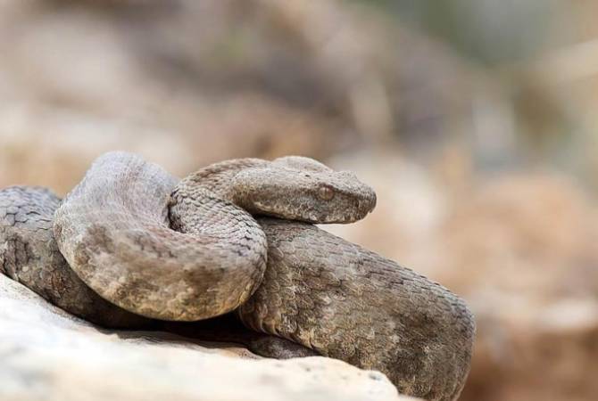  Получено 28 сигналов о змеях, замеченных в разных районах Армении 
