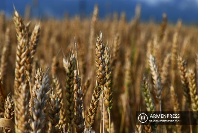  Стоимость пшеницы на Чикагской товарной бирже после объявления о прекращении 
зерновой сделки выросла более чем на 3% 